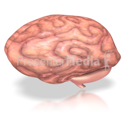 Human Brain Animated