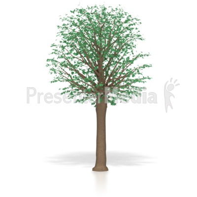 tree presentation